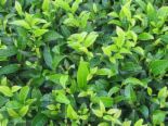 Drinking Green Tea